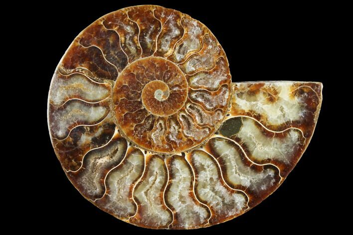 Agatized Ammonite Fossil (Half) - Crystal Chambers #111487